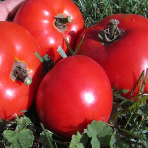 RUTH'S PERFECT TOMATO (I)